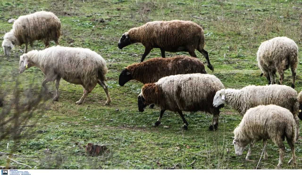 Βοιωτία: Προμήθεια απολυμαντικού για την ευλογιά αιγοπροβάτων